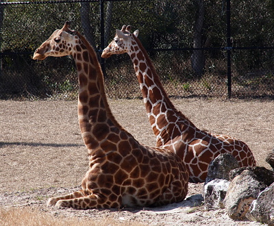 [Two giraffes nearly equal in height sit in the sun beside each other and beside some rocks. They both face to the left.]